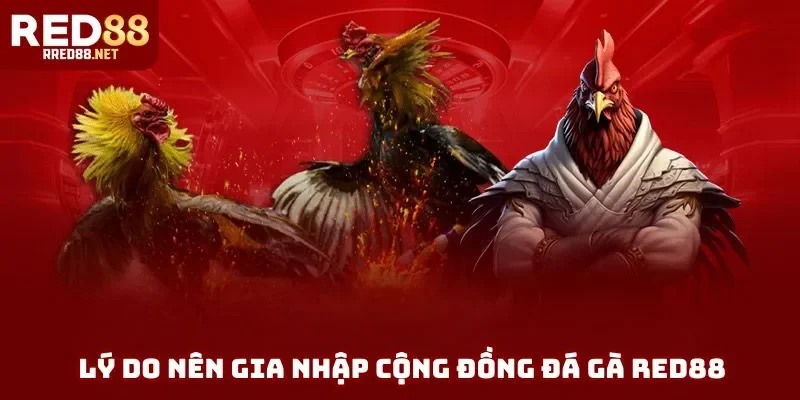 Lý do nên gia nhập cộng đồng đá gà Red88